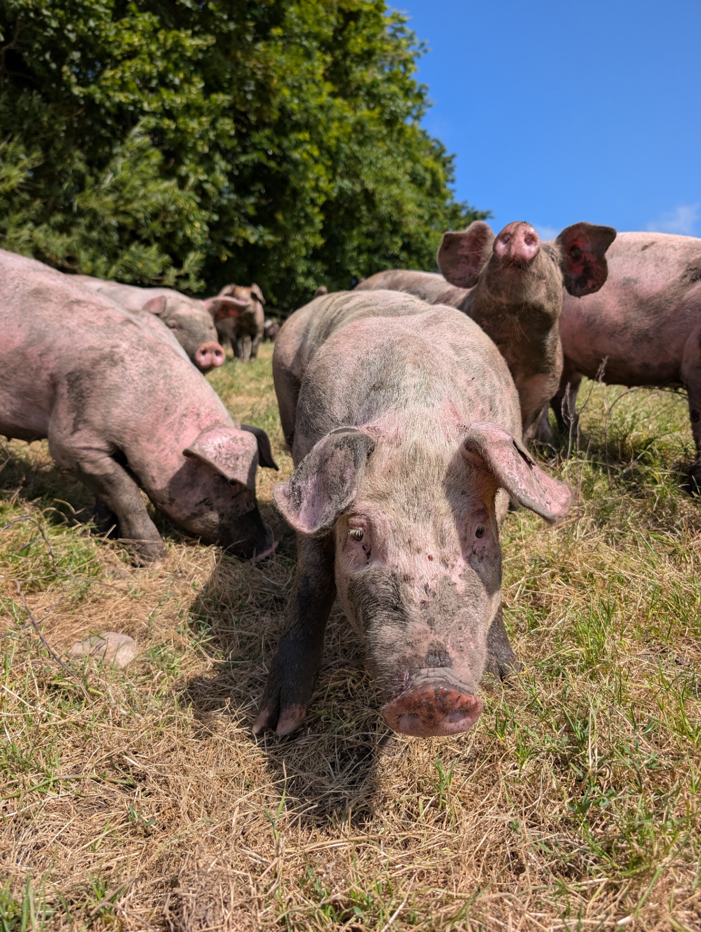 Nysgerrig fritgående gris på marken hos Østergaard i Vendsyssel